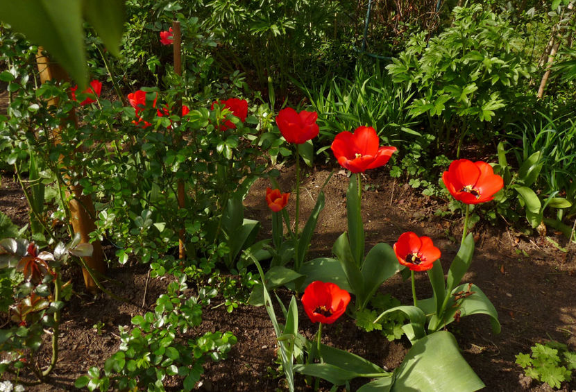  - 2024 - 01 - Primavara