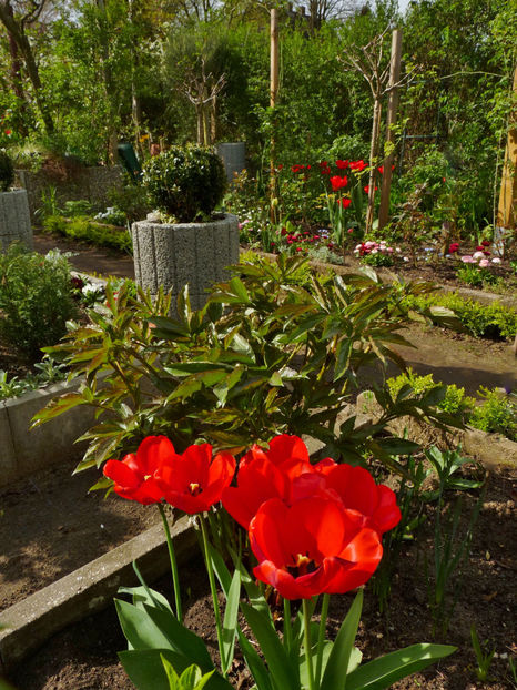  - 2024 - 01 - Primavara