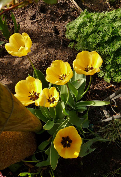  - 2024 - 01 - Primavara