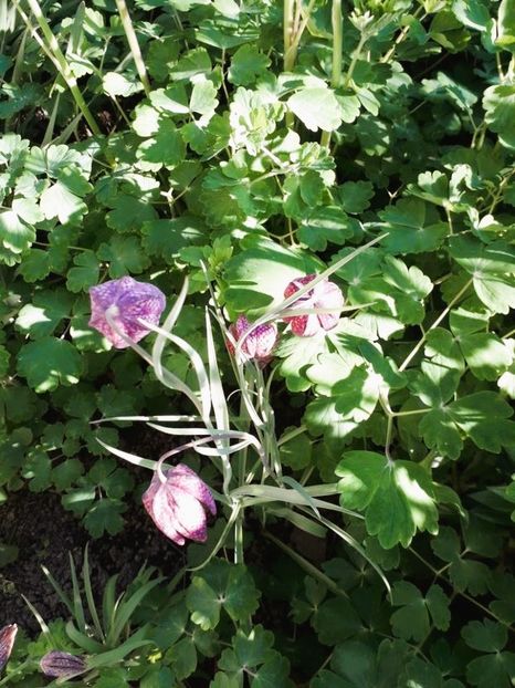  - fritillaria meleagris