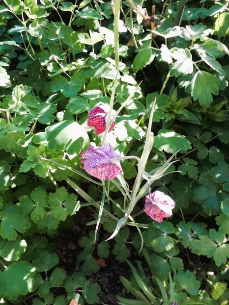  - fritillaria meleagris