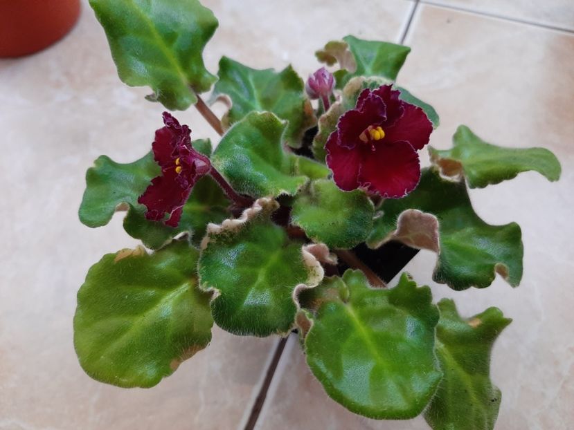  - LE- Shelkovye kruzheva