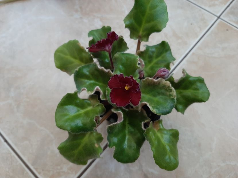  - LE- Shelkovye kruzheva