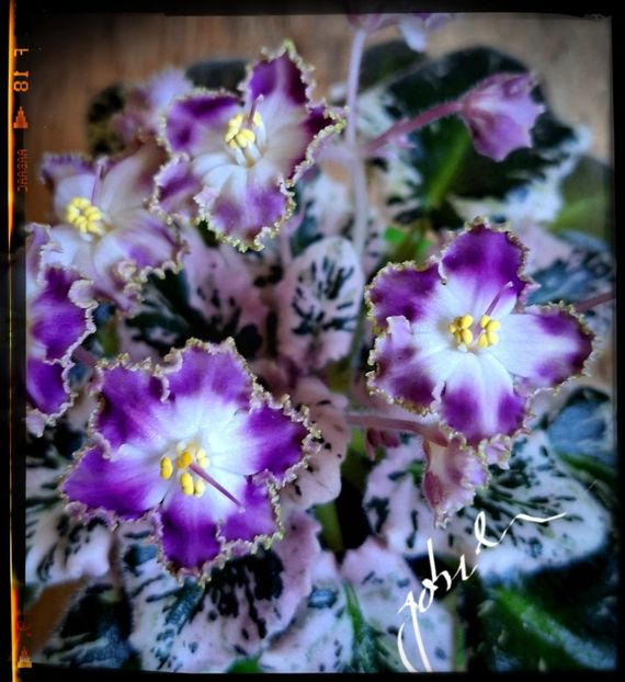 N Pasodoblj - AA Frunze de violete epuizat