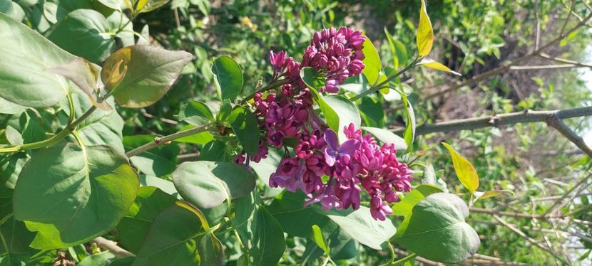  - A Arbusti pomi decorativi și fructiferi urcatoare de vanzare