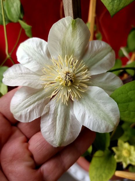 Img.2024.04.11 - X-Clematis