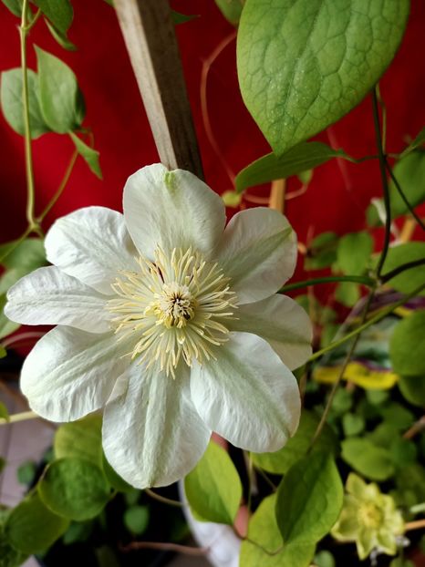 Img.2024.04.11 - X-Clematis