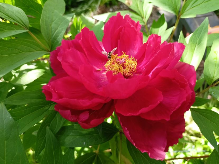  - Grădina 2024 continuare 1