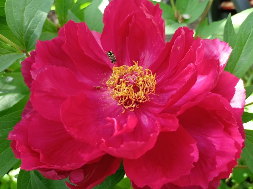  - Grădina 2024 continuare 1