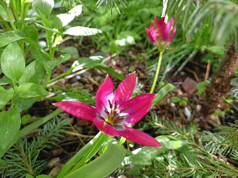  - Grădina 2024 continuare 1