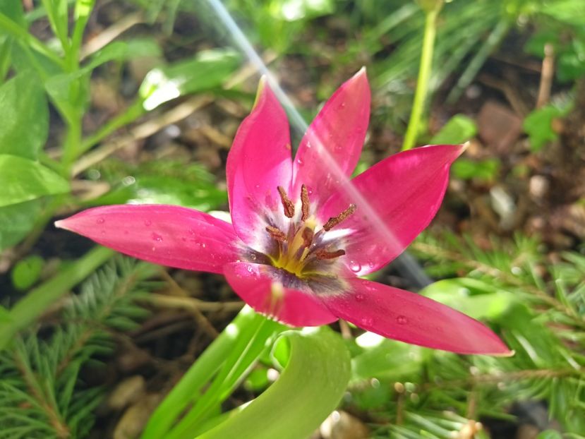  - Grădina 2024 continuare 1