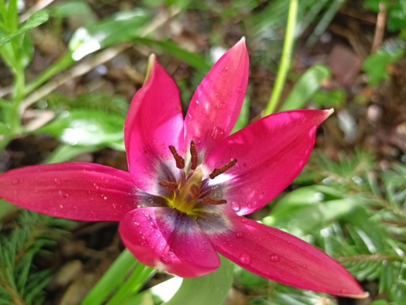  - Grădina 2024 continuare 1