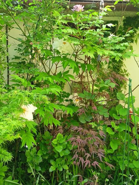  - Grădina 2024 continuare 1