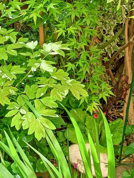  - Grădina 2024 continuare 1