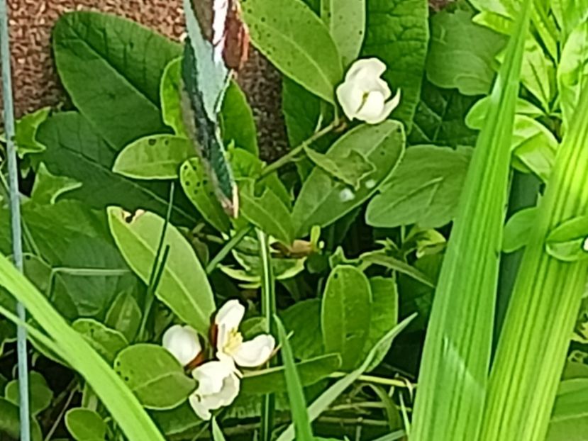 Magnolia Michelia "Vanilla Pearls" - Grădina 2024 continuare 1