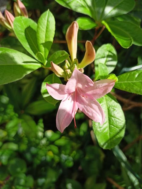 Azalea Soir de Paris - Grădina 2024 continuare 1