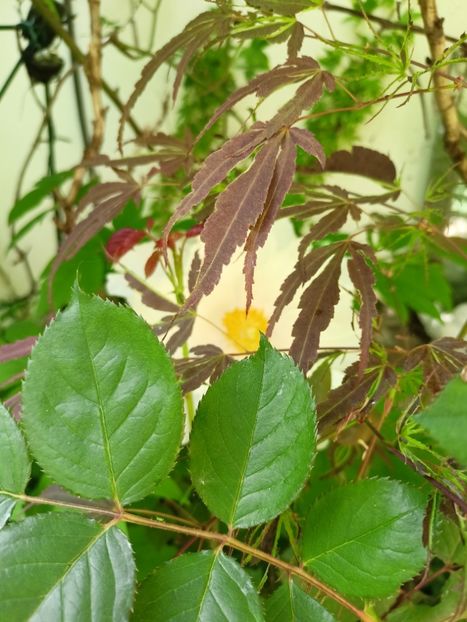  - Grădina 2024 continuare 1