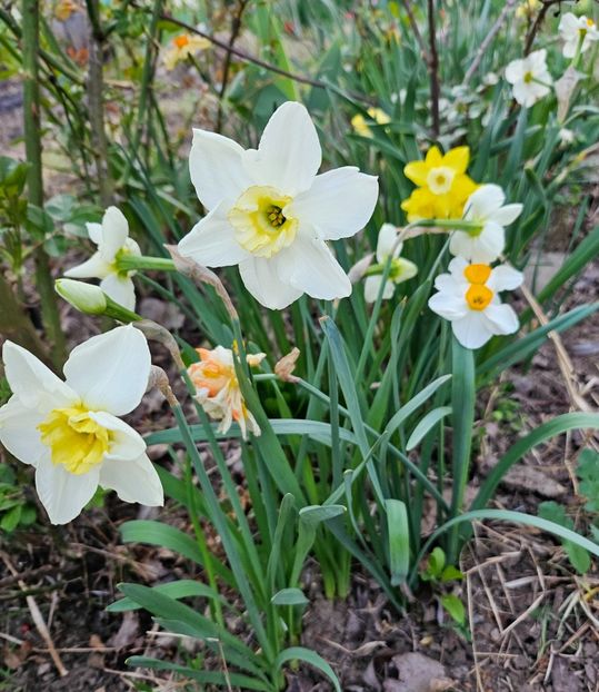  - Narcise 2018 24 25