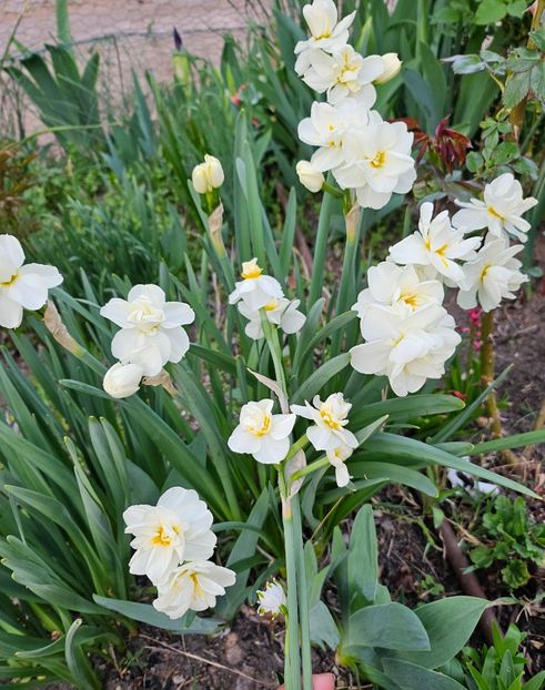  - Narcise 2018 24 25