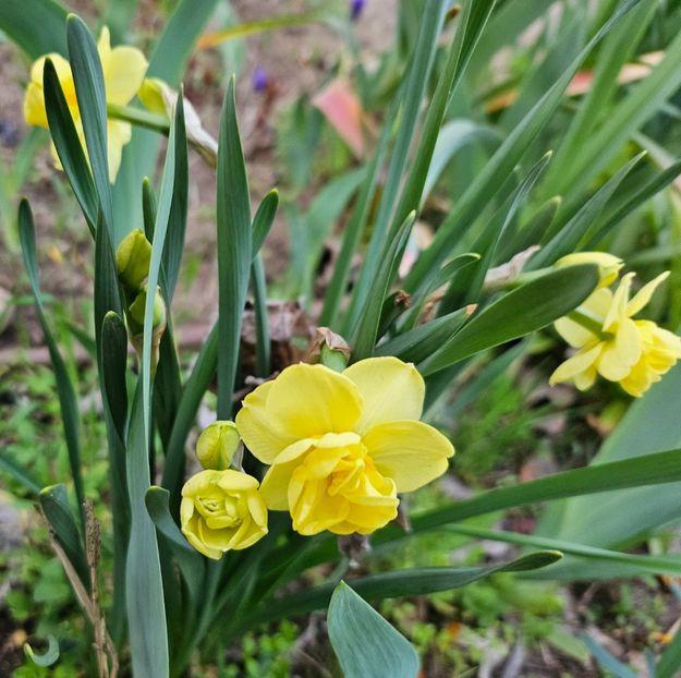  - Narcise 2018 24 25