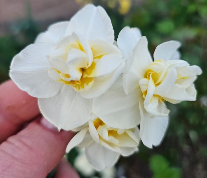  - Narcise 2018 24 25