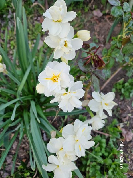  - Narcise 2018 24 25