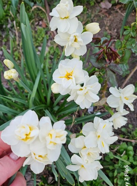  - Narcise 2018 24 25