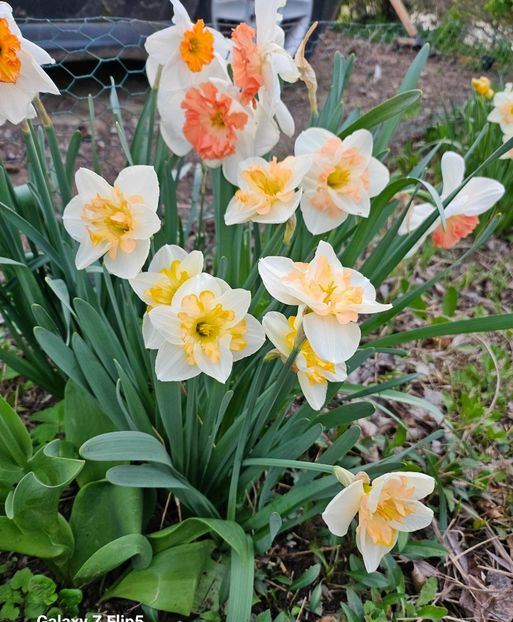  - Narcise 2018 24 25