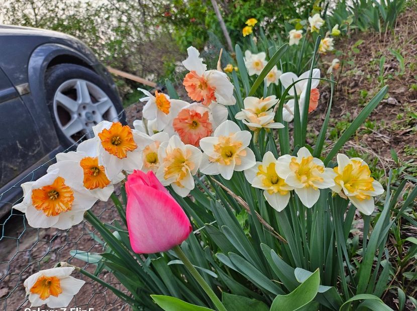 Shrike,Casanova - Narcise 2018 24 25