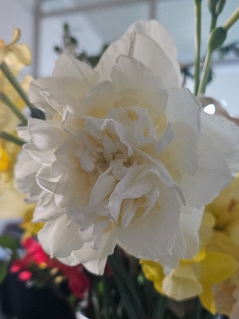  - Narcise 2018 24 25