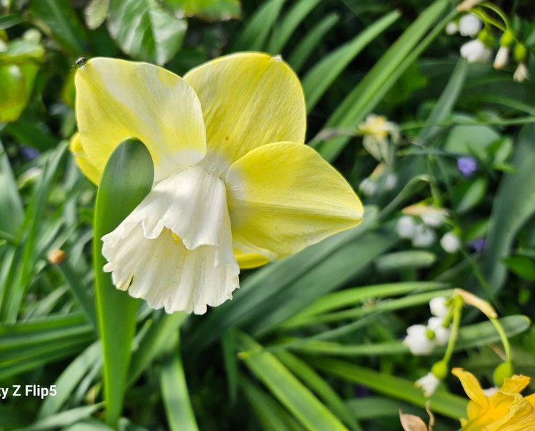  - Narcise 2018 24 25