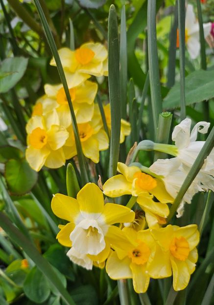  - Narcise 2018 24 25