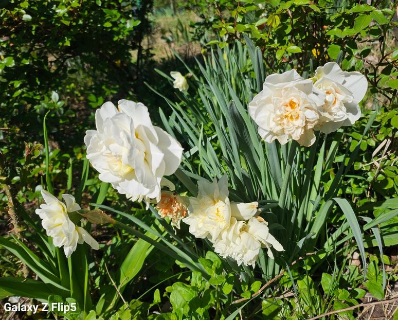  - Narcise 2018 24 25