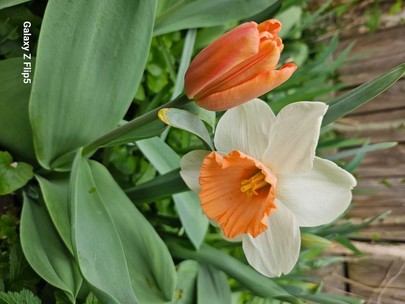  - Narcise 2018 24 25