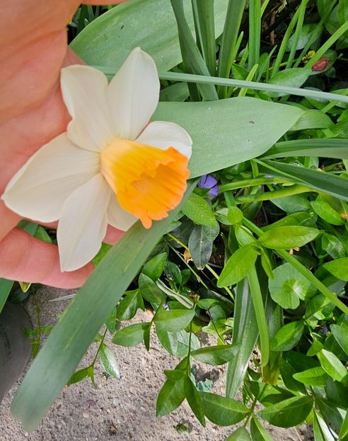  - Narcise 2018 24 25