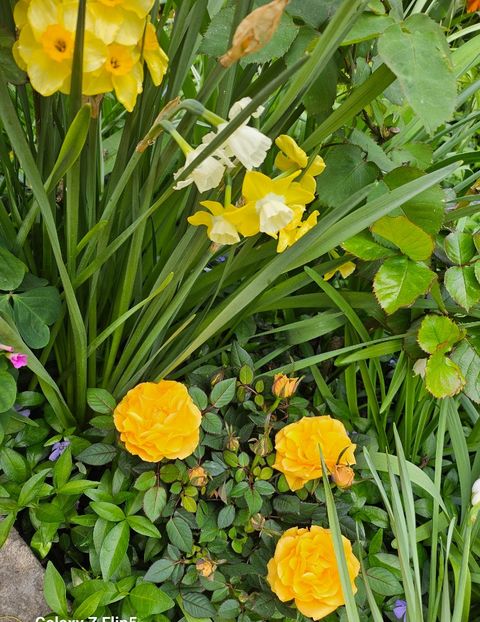  - Narcise 2018 24 25