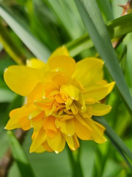  - Narcise 2018 24 25