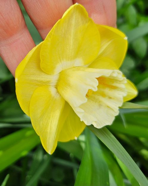  - Narcise 2018 24 25