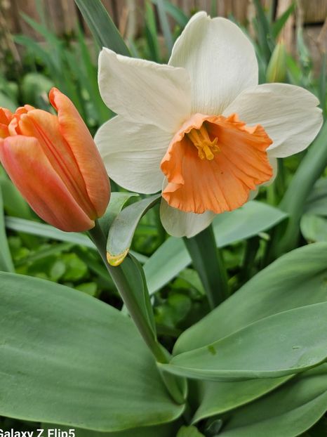  - Narcise 2018 24 25