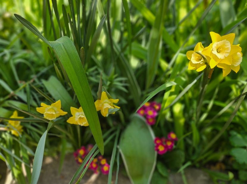  - Primule 21 22 23 24