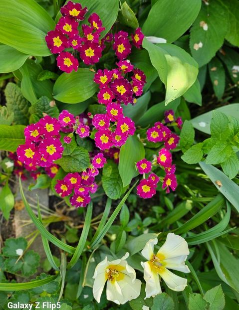  - Primule 21 22 23 24