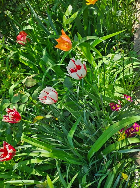  - Primule 21 22 23 24