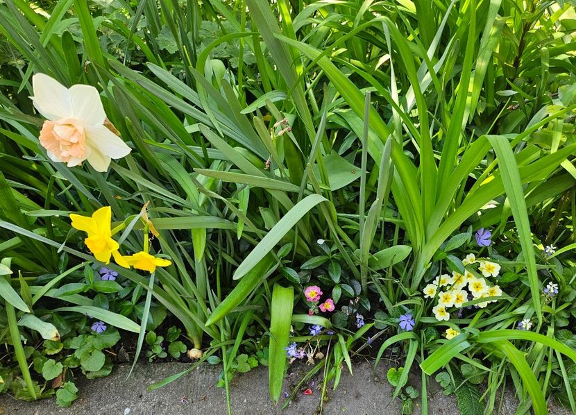  - Primule 21 22 23 24