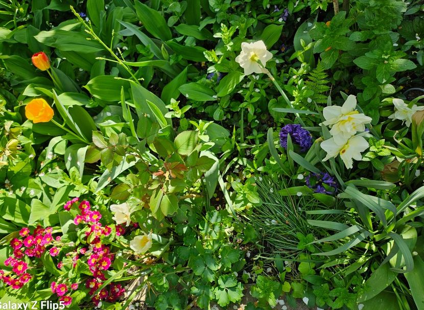  - Primule 21 22 23 24