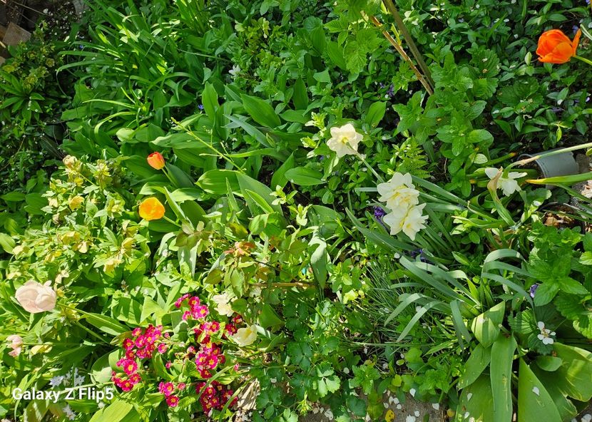  - Primule 21 22 23 24