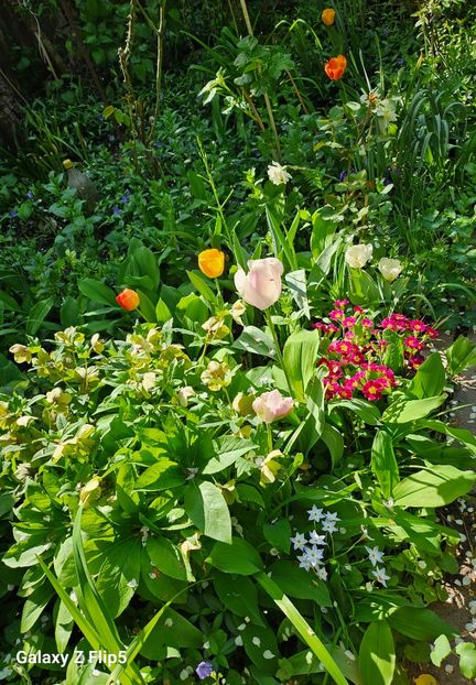  - Primule 21 22 23 24