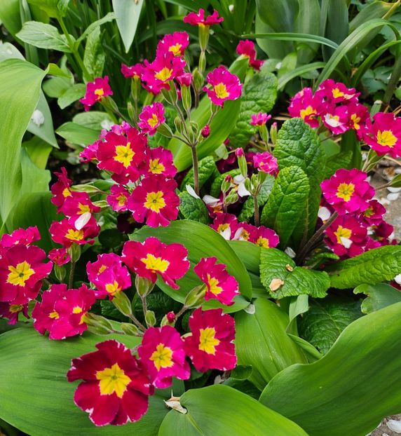  - Primule 21 22 23 24