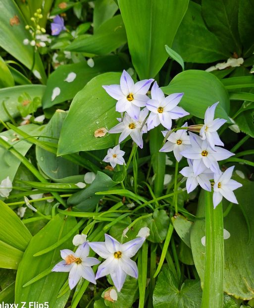  - Primule 21 22 23 24