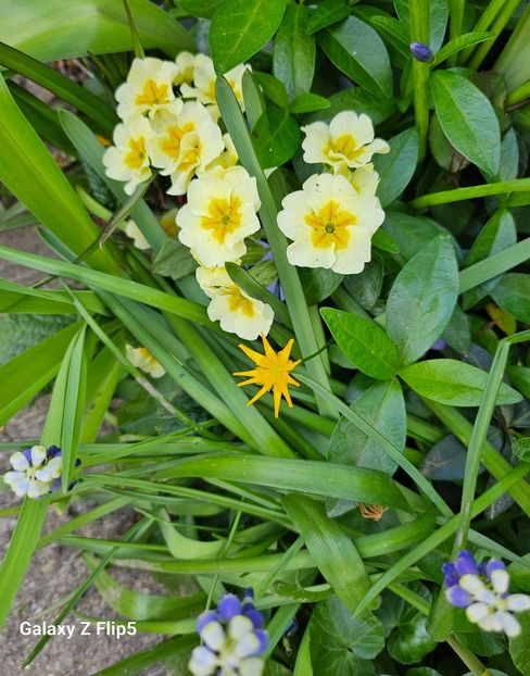  - Primule 21 22 23 24