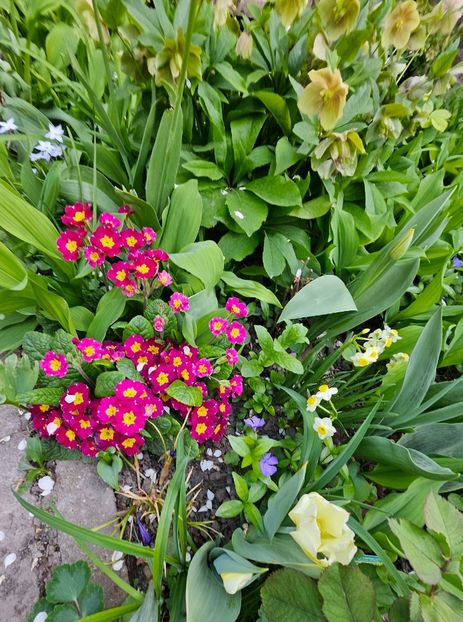  - Primule 21 22 23 24